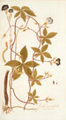 Ipomoea pentaphylla - Nikolaus Joseph Freiherr von Jacquin — artwork view