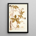 Ipomoea pentaphylla - Nikolaus Joseph Freiherr von Jacquin — framed artwork on a wall