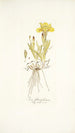 Iris flavissima - Nikolaus Joseph Freiherr von Jacquin — artwork view