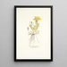 Iris flavissima - Nikolaus Joseph Freiherr von Jacquin — framed artwork on a wall