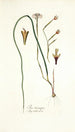 Iris tricuspis - Nikolaus Joseph Freiherr von Jacquin — artwork view