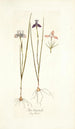Iris tripetala - Nikolaus Joseph Freiherr von Jacquin — artwork view