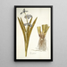Iris virginica - Nikolaus Joseph Freiherr von Jacquin — framed artwork on a wall