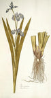 Iris virginica - Nikolaus Joseph Freiherr von Jacquin — artwork view