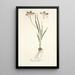 Ixia aneaionaeflora - Nikolaus Joseph Freiherr von Jacquin — framed artwork on a wall