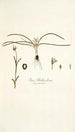 Ixia bulbocodium - Nikolaus Joseph Freiherr von Jacquin — artwork view