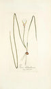 Ixia chloroleuca - Nikolaus Joseph Freiherr von Jacquin — artwork view