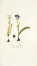 Ixia corymbosa - Nikolaus Joseph Freiherr von Jacquin — artwork view