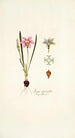 Ixia cruciata - Nikolaus Joseph Freiherr von Jacquin — artwork view