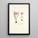 Ixia cruciata - Nikolaus Joseph Freiherr von Jacquin — framed artwork on a wall