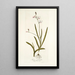 Ixia falcata - Nikolaus Joseph Freiherr von Jacquin — framed artwork on a wall