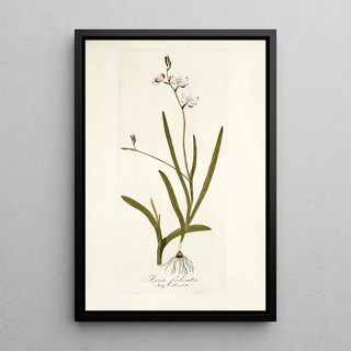 Nikolaus Joseph Freiherr von Jacquin - Ixia falcata.webp