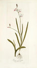 Ixia falcata - Nikolaus Joseph Freiherr von Jacquin — artwork view