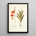 Ixia fenestrata - Nikolaus Joseph Freiherr von Jacquin — framed artwork on a wall