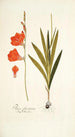 Ixia fenestrata - Nikolaus Joseph Freiherr von Jacquin — artwork view