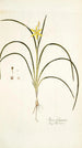 Ixia fragrans - Nikolaus Joseph Freiherr von Jacquin — artwork view