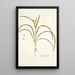 Ixia fragrans - Nikolaus Joseph Freiherr von Jacquin — framed artwork on a wall