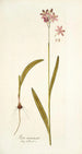 Ixia incarnata - Nikolaus Joseph Freiherr von Jacquin — artwork view