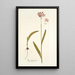 Ixia incarnata - Nikolaus Joseph Freiherr von Jacquin — framed artwork on a wall