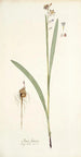Ixia lancea - Nikolaus Joseph Freiherr von Jacquin — artwork view