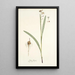 Ixia lancea - Nikolaus Joseph Freiherr von Jacquin — framed artwork on a wall