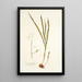 Ixia leucantha - Nikolaus Joseph Freiherr von Jacquin — framed artwork on a wall