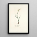 Ixia linearis - Nikolaus Joseph Freiherr von Jacquin — framed artwork on a wall