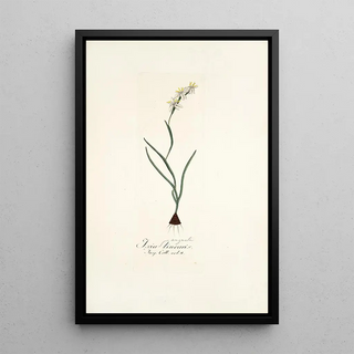 Nikolaus Joseph Freiherr von Jacquin - Ixia linearis.webp