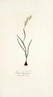 Ixia linearis - Nikolaus Joseph Freiherr von Jacquin — artwork view