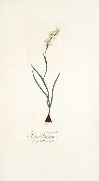 Nikolaus Joseph Freiherr von Jacquin - Ixia linearis.webp