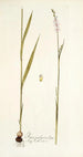 Ixia polystachya - Nikolaus Joseph Freiherr von Jacquin — artwork view