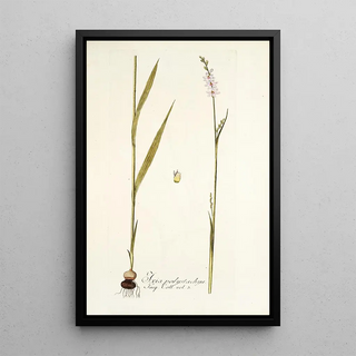 Nikolaus Joseph Freiherr von Jacquin - Ixia polystachya.webp