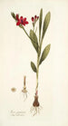 Ixia punicea - Nikolaus Joseph Freiherr von Jacquin — artwork view