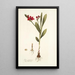 Ixia punicea - Nikolaus Joseph Freiherr von Jacquin — framed artwork on a wall