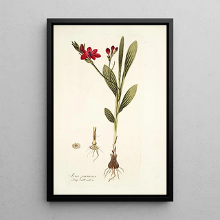 Nikolaus Joseph Freiherr von Jacquin - Ixia punicea.webp