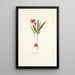 Ixia purpurea - Nikolaus Joseph Freiherr von Jacquin — framed artwork on a wall