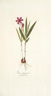 Ixia purpurea - Nikolaus Joseph Freiherr von Jacquin — artwork view