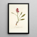 Ixia purpurea varietas - Nikolaus Joseph Freiherr von Jacquin — framed artwork on a wall