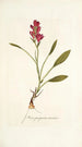 Ixia purpurea varietas - Nikolaus Joseph Freiherr von Jacquin — artwork view