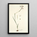 Ixia radiata - Nikolaus Joseph Freiherr von Jacquin — framed artwork on a wall