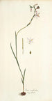 Ixia radiata - Nikolaus Joseph Freiherr von Jacquin — artwork view