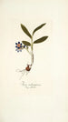 Ixia rubrocyanea - Nikolaus Joseph Freiherr von Jacquin — artwork view