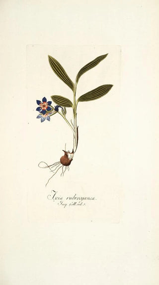 Nikolaus Joseph Freiherr von Jacquin - Ixia rubrocyanea.webp