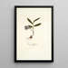 Ixia rubrocyanea - Nikolaus Joseph Freiherr von Jacquin — framed artwork on a wall