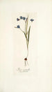 Ixia secunda - Nikolaus Joseph Freiherr von Jacquin — artwork view