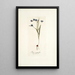 Ixia secunda - Nikolaus Joseph Freiherr von Jacquin — framed artwork on a wall