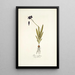 Ixia uniflora - Nikolaus Joseph Freiherr von Jacquin — framed artwork on a wall