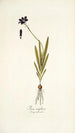 Ixia uniflora - Nikolaus Joseph Freiherr von Jacquin — artwork view