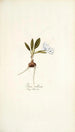 Ixia villosa - Nikolaus Joseph Freiherr von Jacquin — artwork view