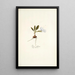 Ixia villosa - Nikolaus Joseph Freiherr von Jacquin — framed artwork on a wall